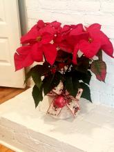 Poinsettia - SOLD OUT