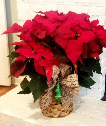 Large poinsettia - SOLD OUT